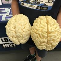 Person holding two 3D printed brain models