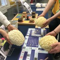 Hands with 3D printed brain models and boardgame