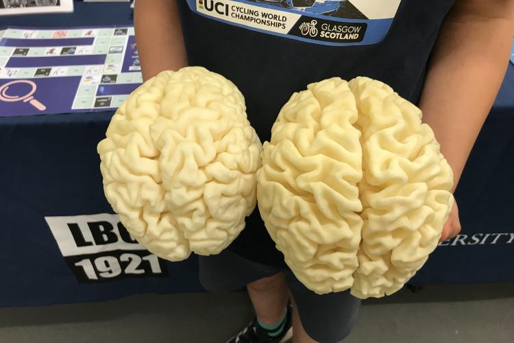 Person holding two 3D printed brain models