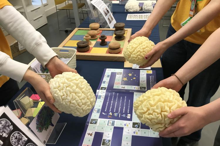 Hands with 3D printed brain models and boardgame